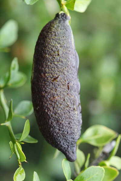 cylindrical fruit of Microcitrus australasica
